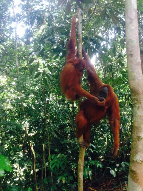 Morning at a jungle camp in Gunung Leuser